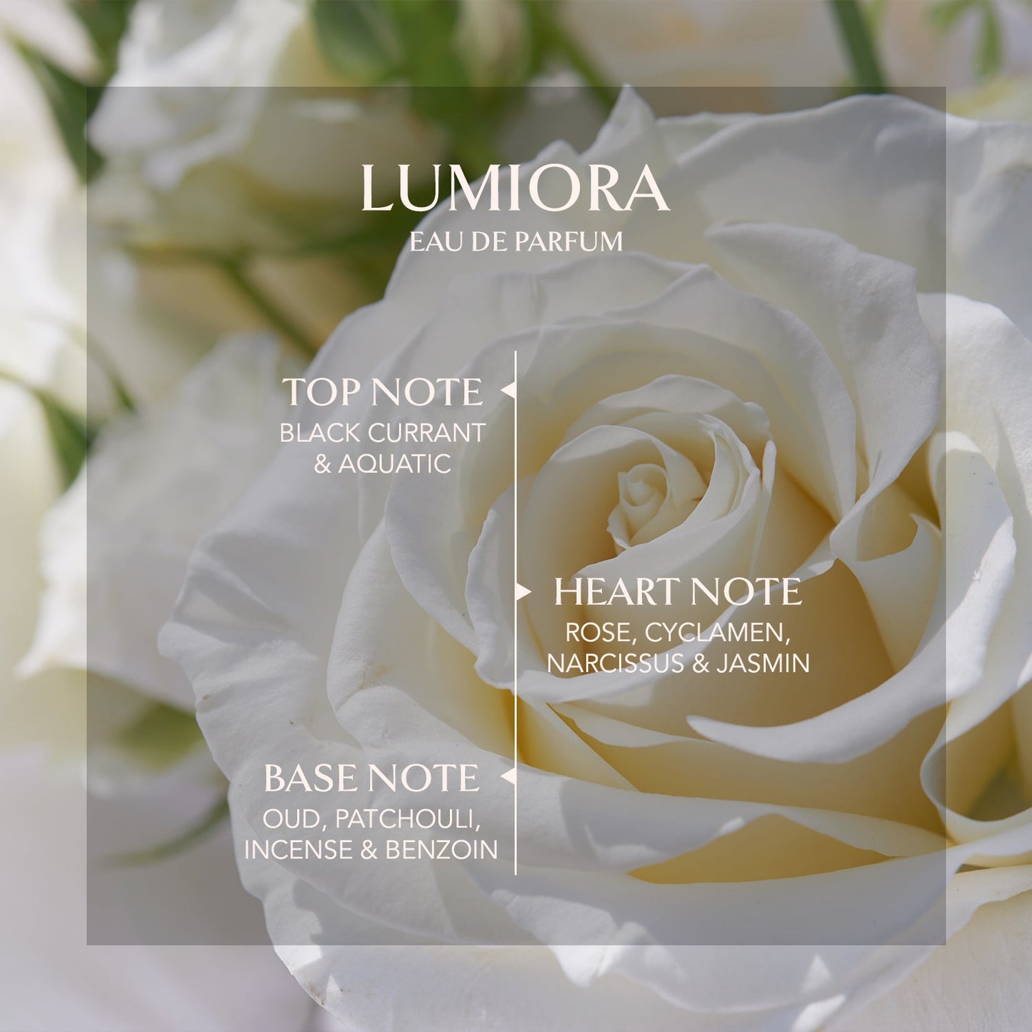 EMBAROUGE LUMIORA